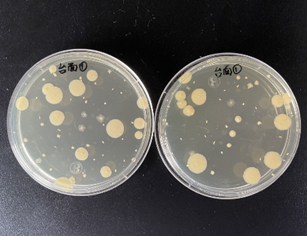 嬰配乳粉生產(chǎn)企業(yè)環(huán)境微生物監(jiān)測(cè)（一）——表面微生物采樣