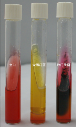 VRBA內(nèi)的紅色小菌落，有可能是沙門氏菌？