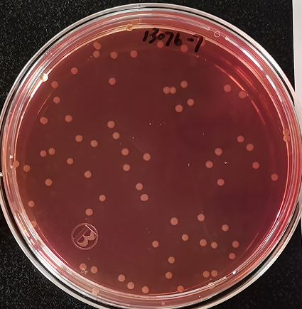 VRBA內(nèi)的紅色小菌落，有可能是沙門氏菌？