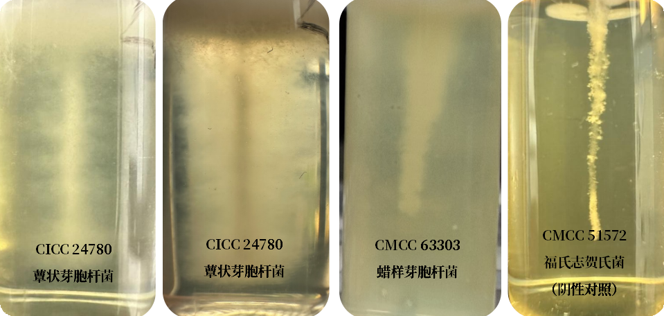 誰是芽胞桿菌中的“運(yùn)動(dòng)健將”？