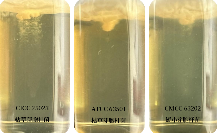 誰是芽胞桿菌中的“運(yùn)動(dòng)健將”？