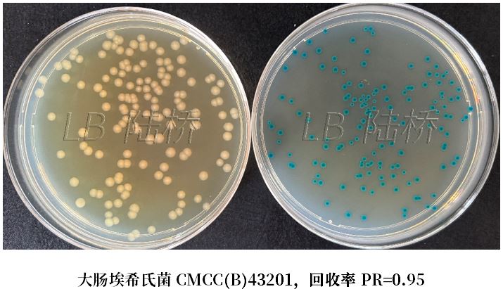 GB 4789.38－2025《食品安全國家標準　食品微生物學檢驗　大腸埃希氏菌計數(shù)》解讀