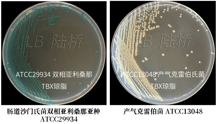GB 4789.38－2025《食品安全國家標準　食品微生物學檢驗　大腸埃希氏菌計數(shù)》解讀