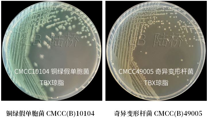 GB 4789.38－2025《食品安全國家標準　食品微生物學檢驗　大腸埃希氏菌計數(shù)》解讀