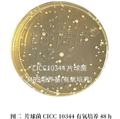 乳酸菌檢驗(yàn)新角色——片球菌屬與魏茨曼氏菌屬