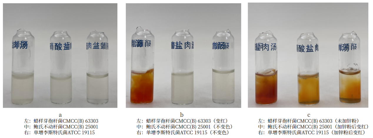 細菌生化實驗之硝酸鹽還原實驗解析