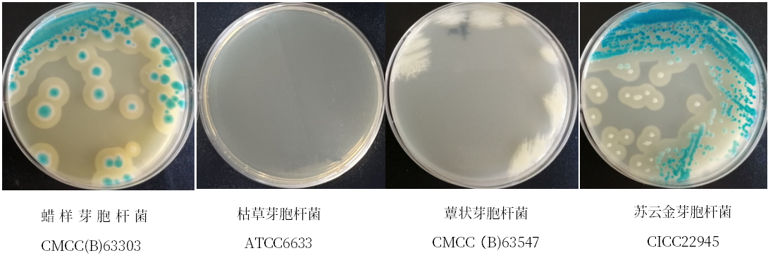 蠟樣芽胞桿菌檢測好幫手---蠟樣芽胞桿菌顯色培養(yǎng)基