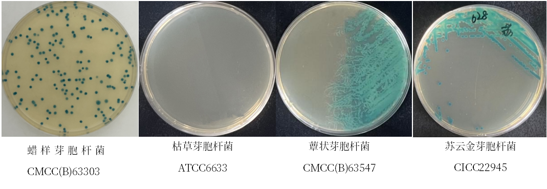 蠟樣芽胞桿菌檢測好幫手---蠟樣芽胞桿菌顯色培養(yǎng)基